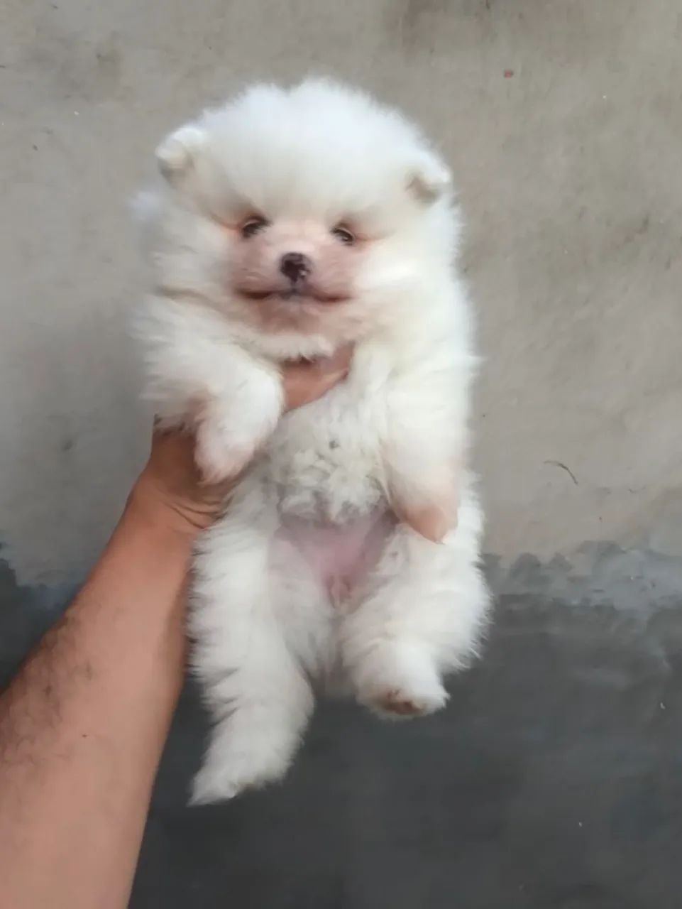 Spitz Alemão 