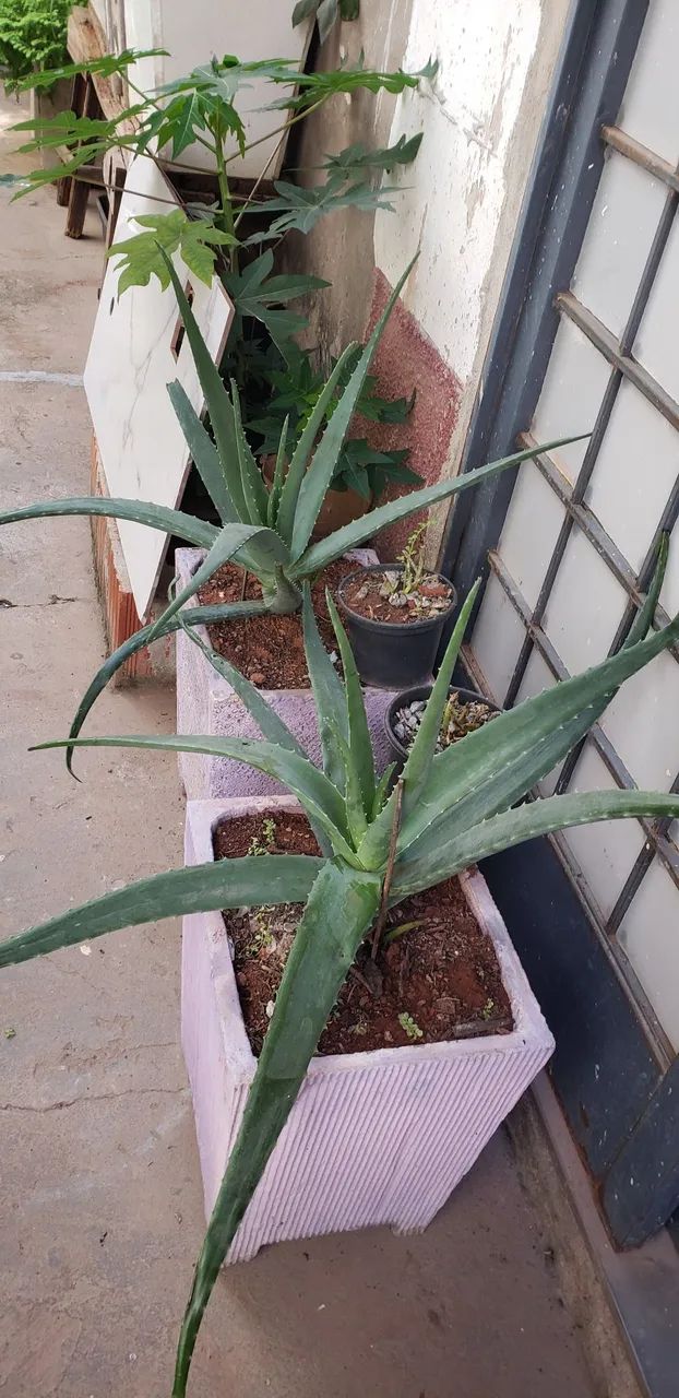 Planta variadas,  - Foto 2