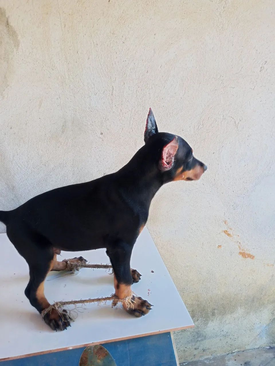 Dobermann puros - Foto 4