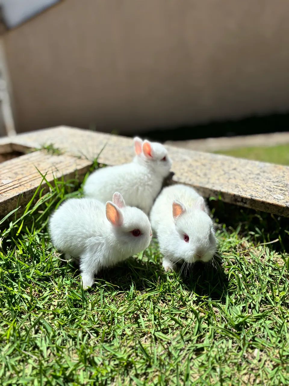 Mini coelho netherland dwarf  - Foto 3
