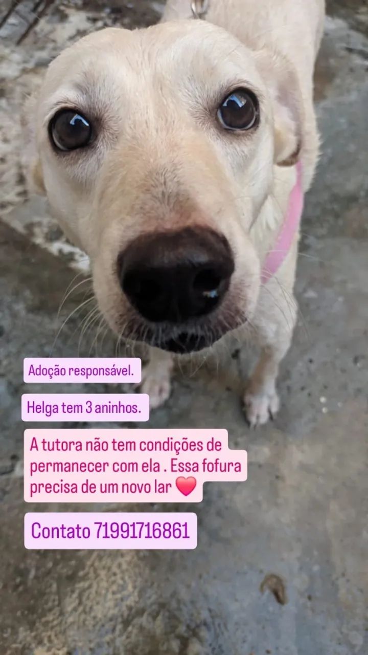 Adoção de cachorro