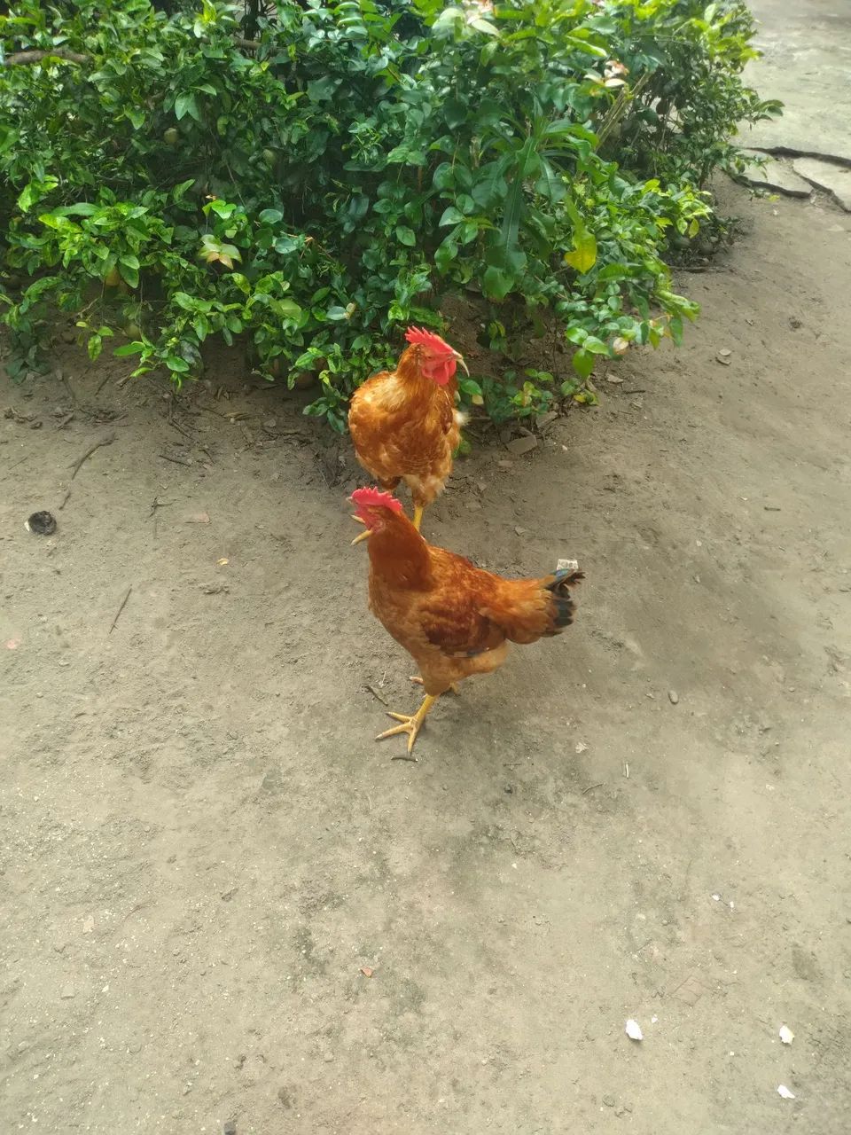 Galinha - Foto 2