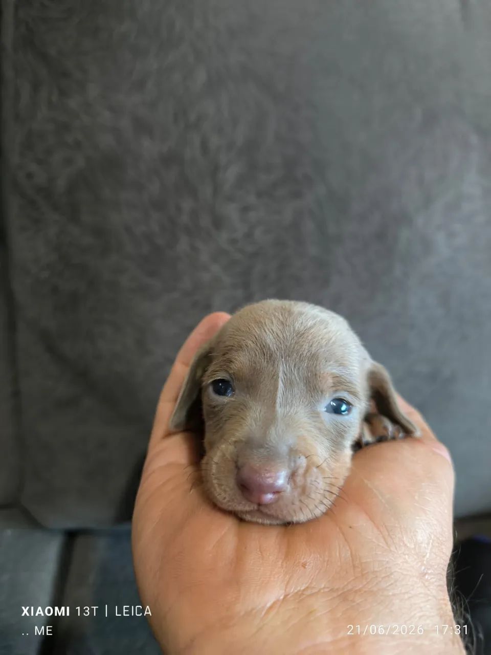 Dachshund machos  - Foto 5
