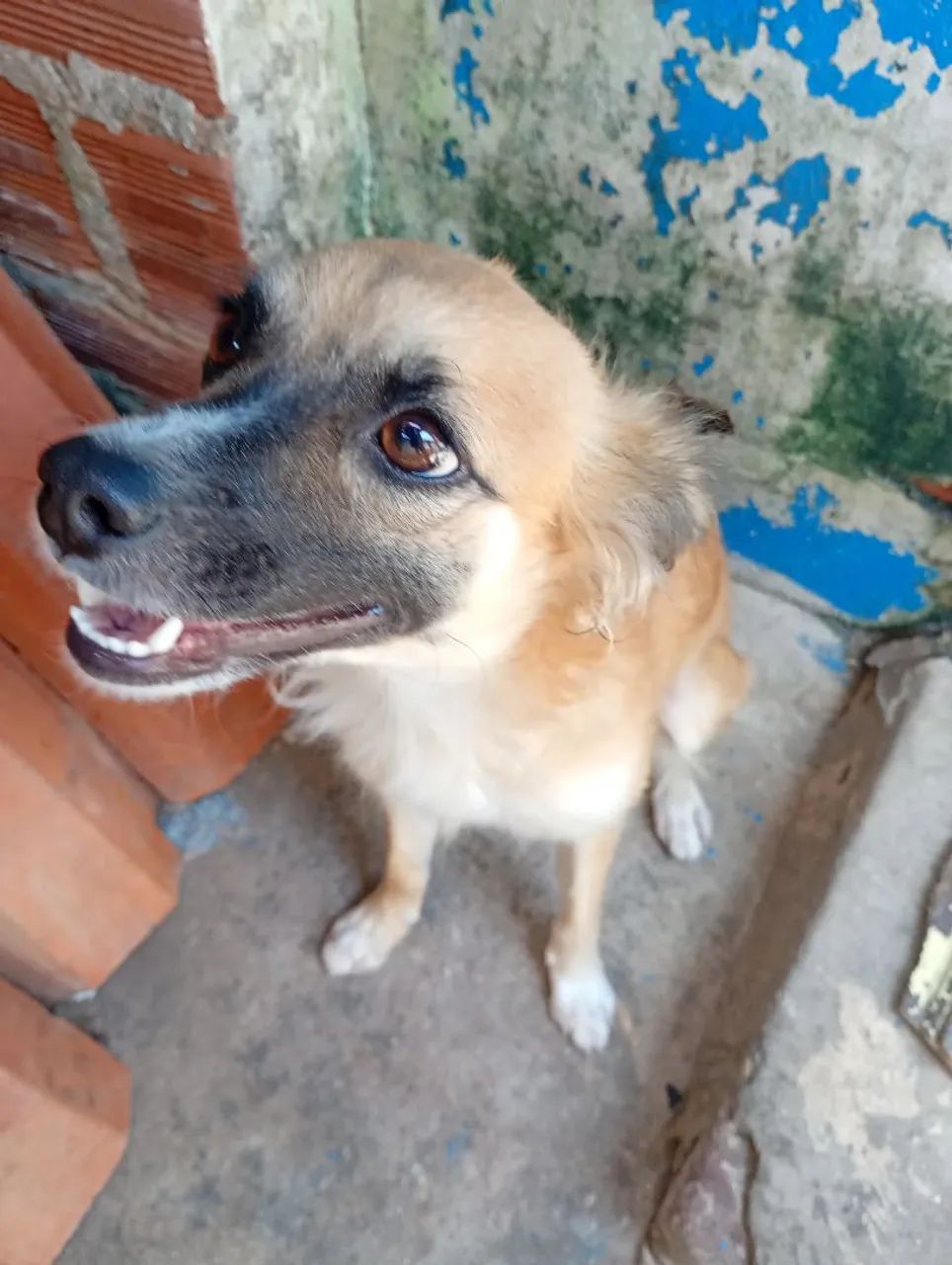 Casal de Cães para Doação  - Foto 3