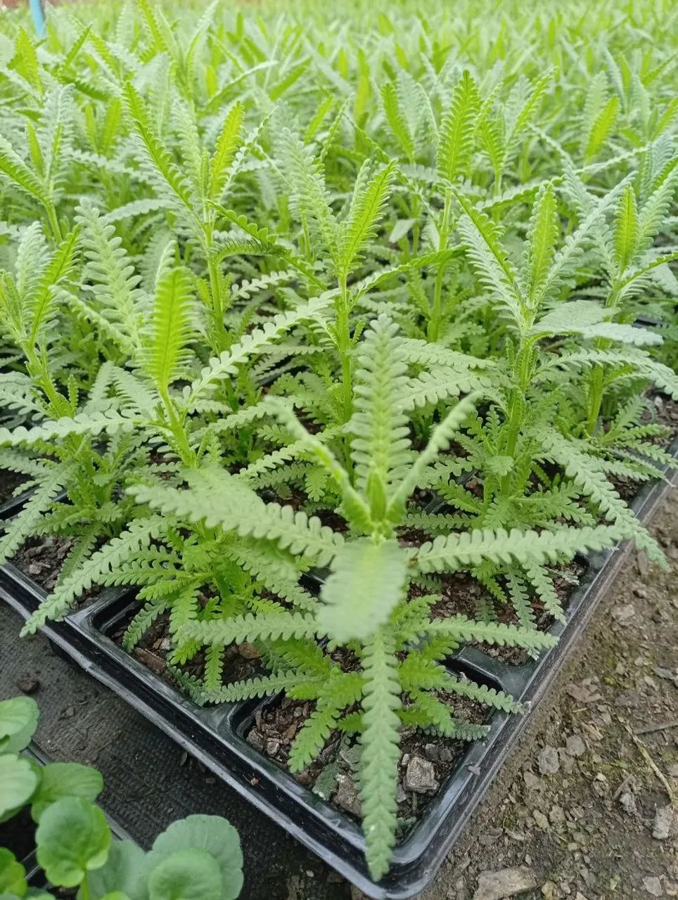 Cx de lavanda  - Foto 2