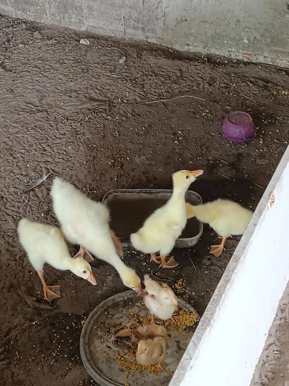 Filhotes de Ganso sinaleiro branco e pardo.