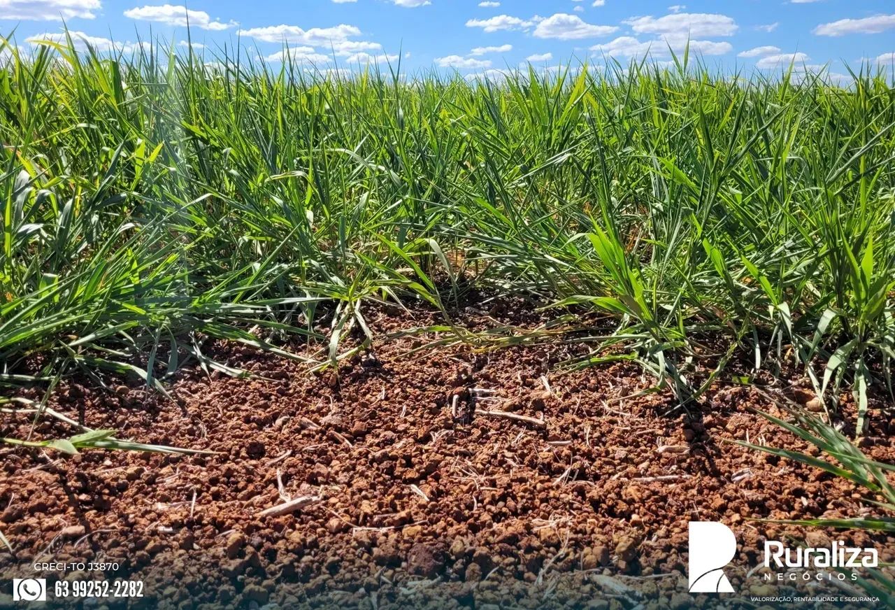 675 ALQUEIRES | 1.100 HA AGRICULTÁVEIS | 100% PLANA - Foto 4