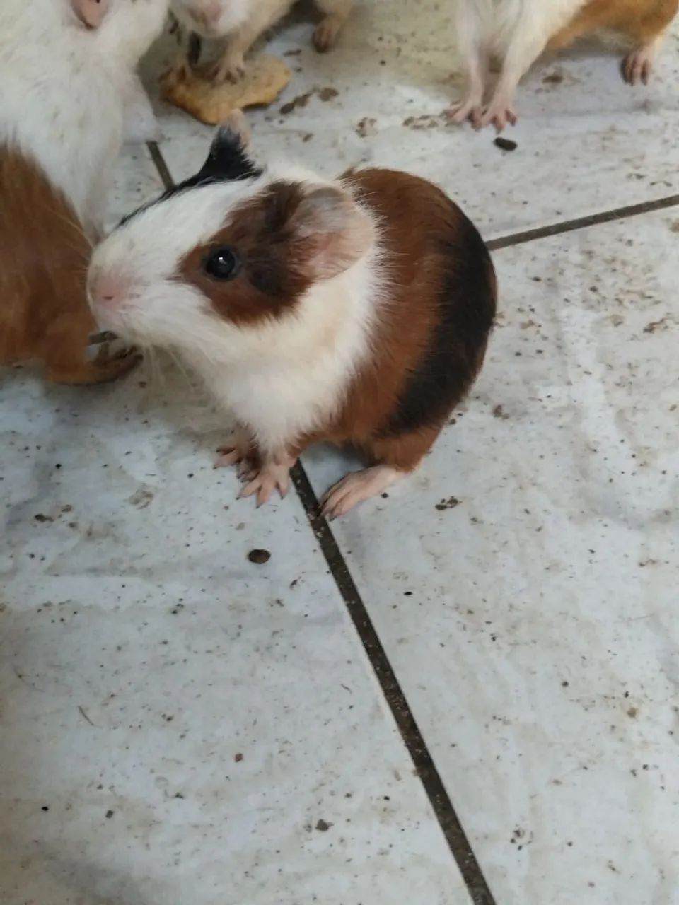 Porquinho da índia  - Foto 5