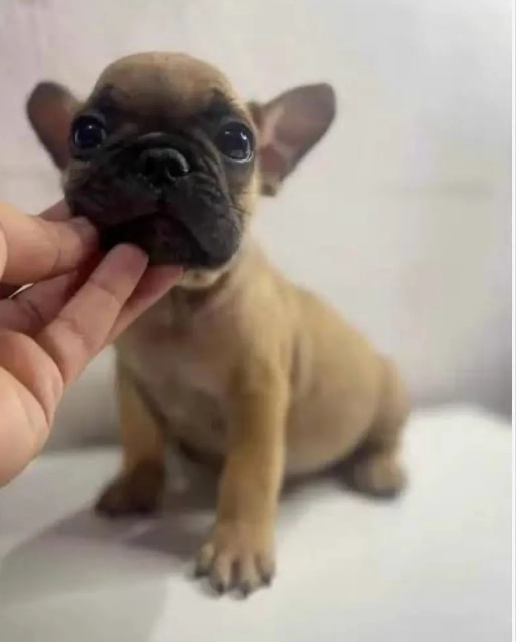 Bulldog francês  - Foto 2
