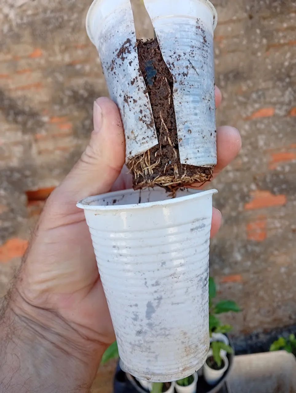 4 mudas de maracujá - Foto 4