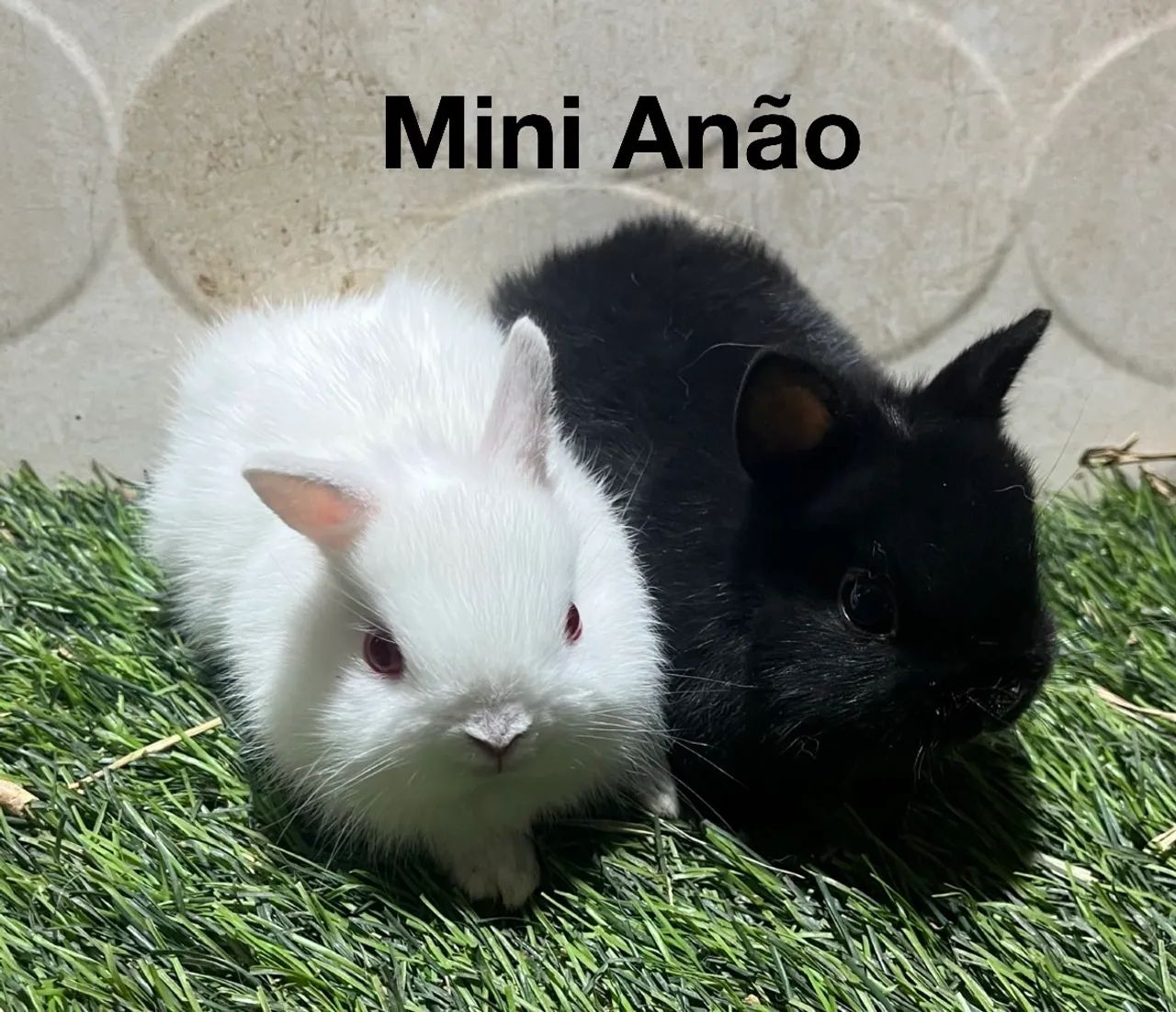 Mini coelhos  - Foto 2