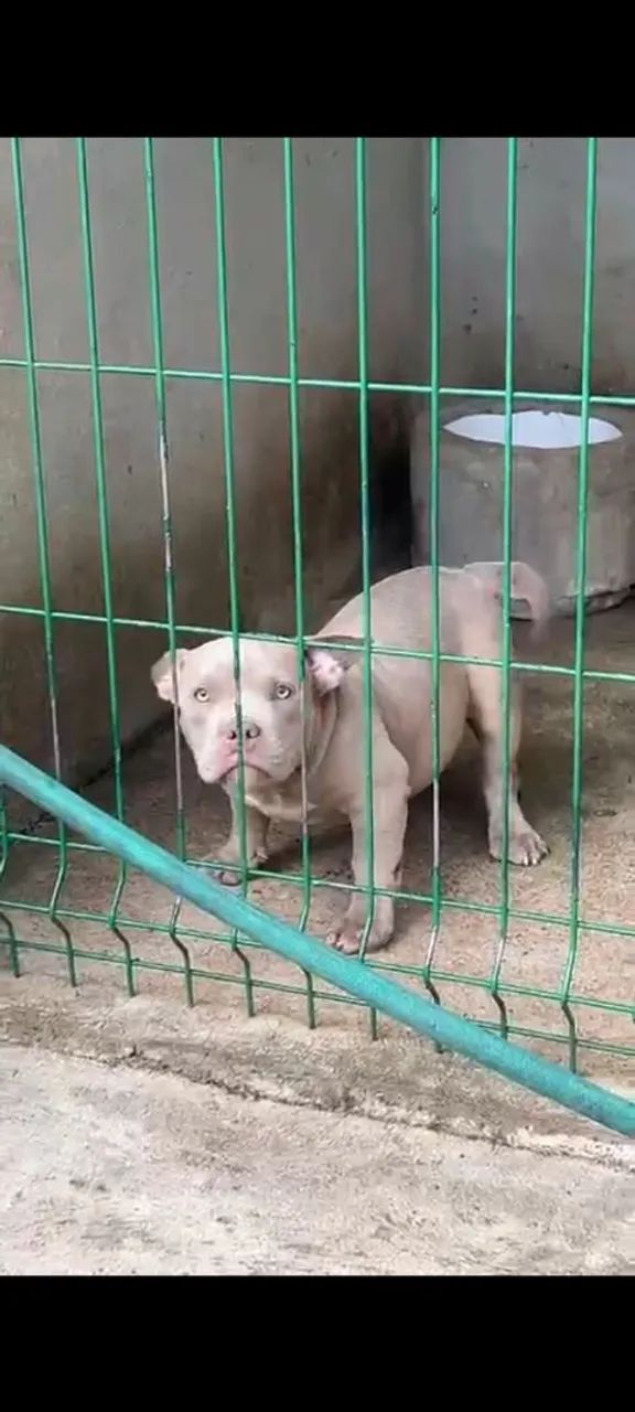 American Bully micro fêmea Lilac 
