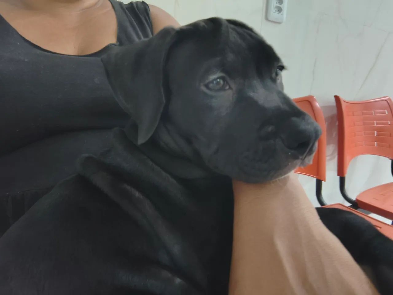 Pitbull  - Foto 3