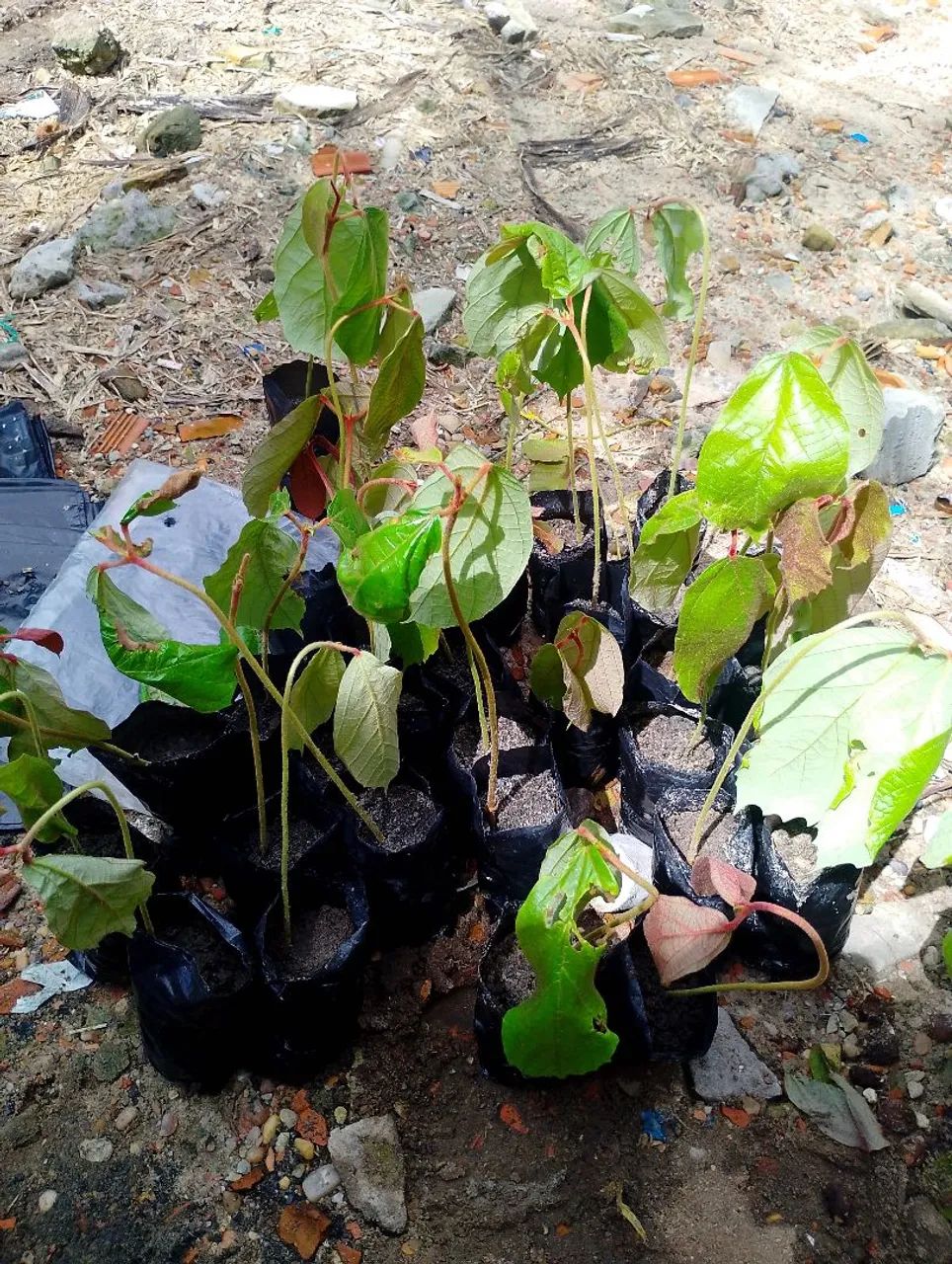 5 mudas de cupuaçu por R$20,00 - Foto 2