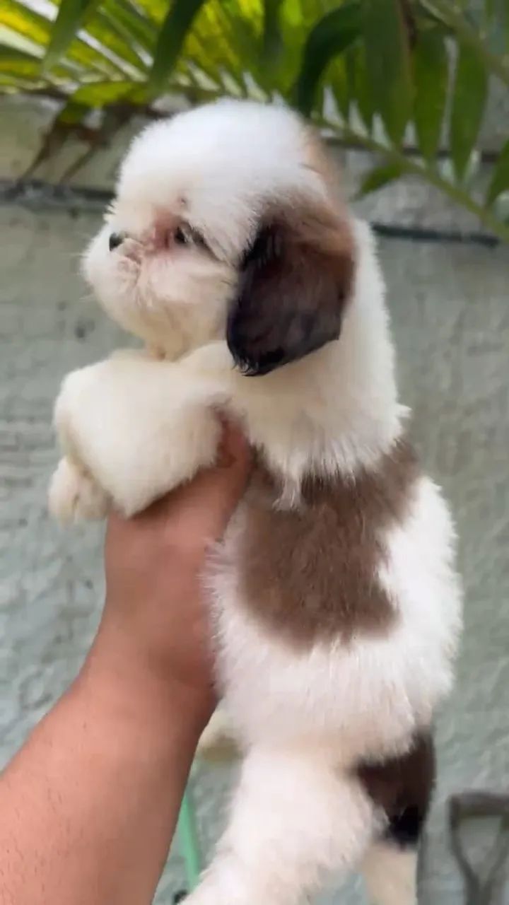 SHIH TZU RESERVAS ABERTAS
