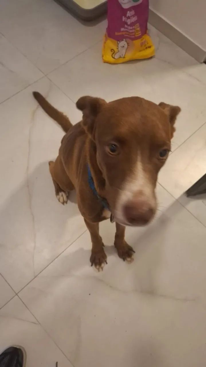 DOAÇÃO RESPONSÁVEL- CACHORRO BOB - Foto 3