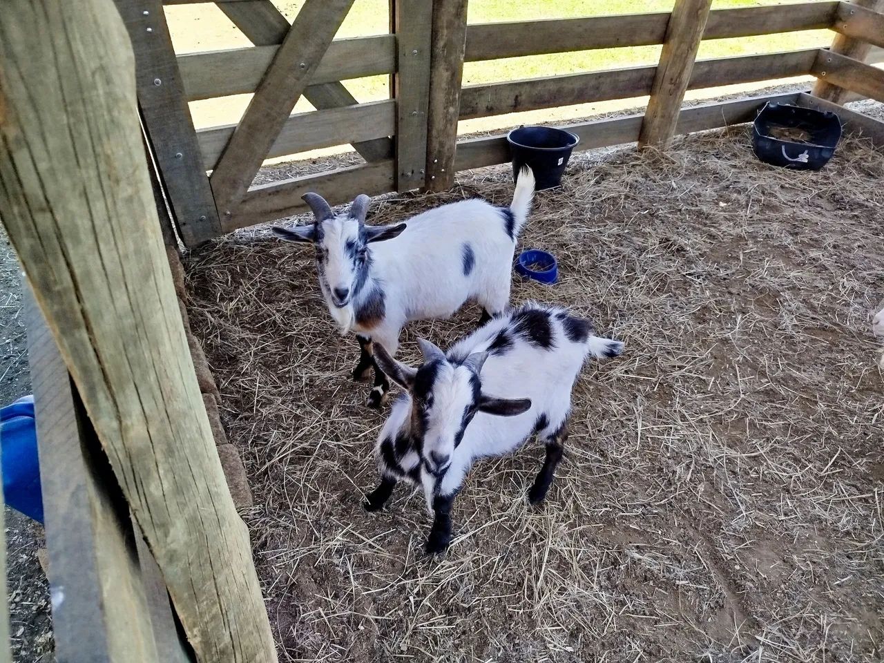 Mini bode mini cabrito - Foto 3
