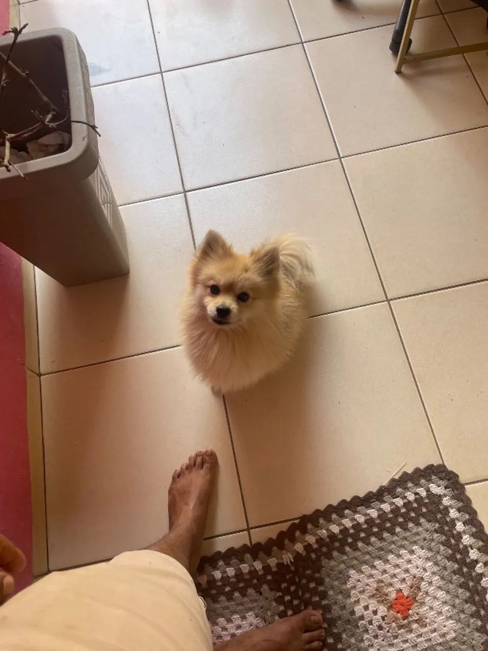  Cachorrinho  - Foto 3