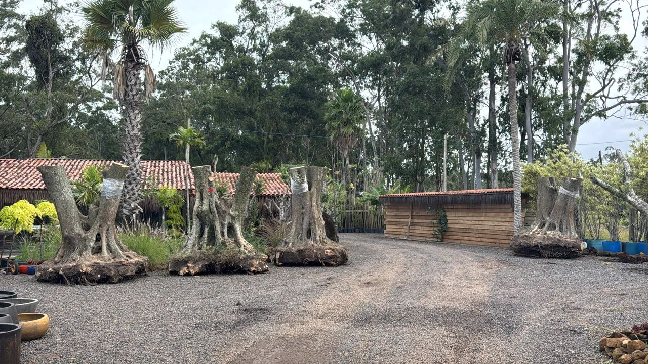 Oliveiras centenárias brotadas  - Foto 3