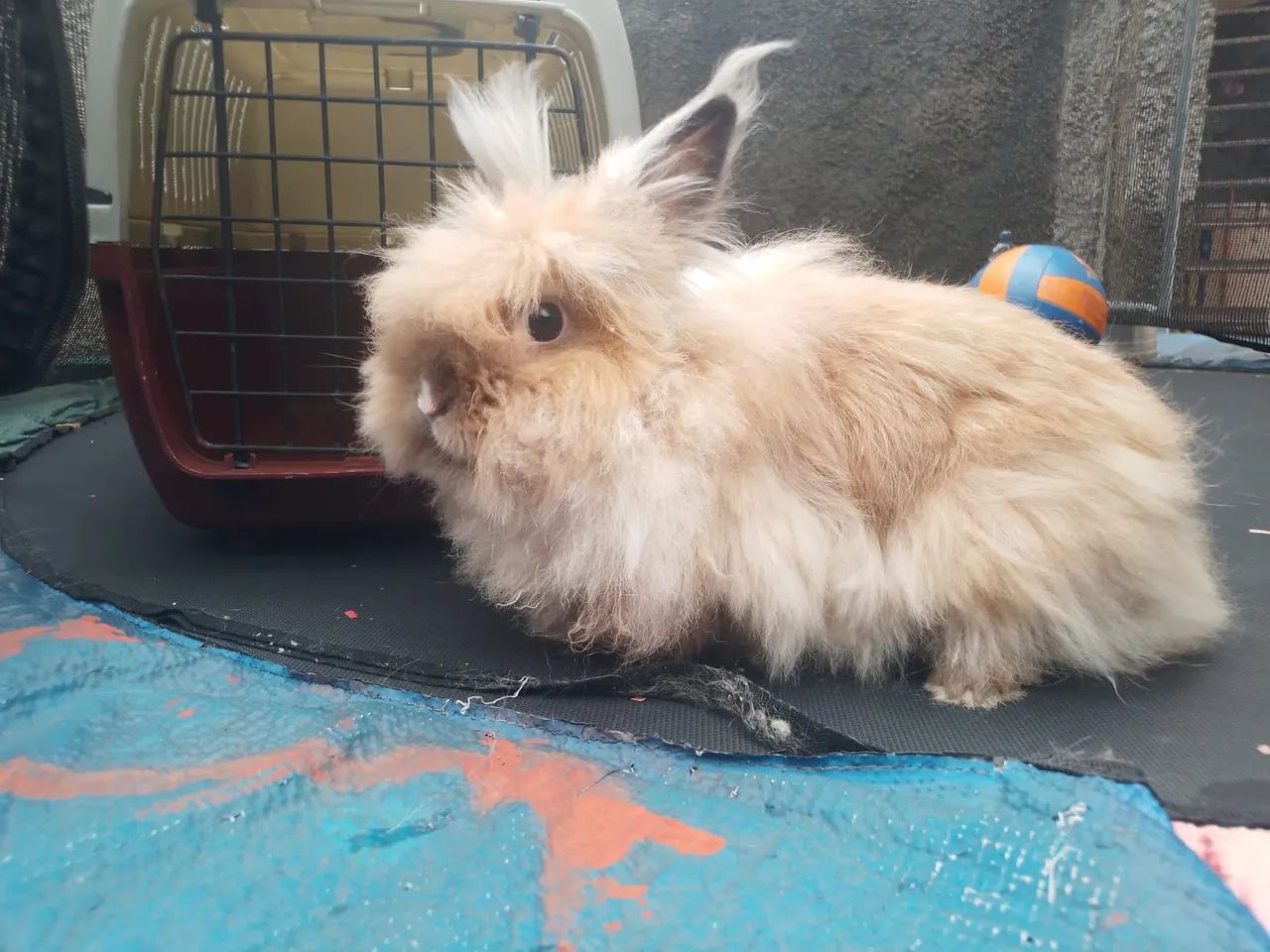 Doa-se Coelha - Foto 2