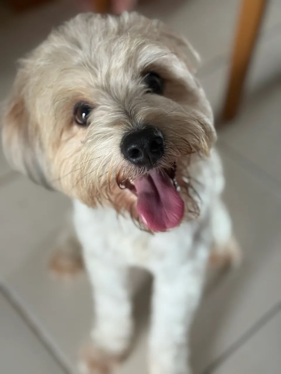 Poodle Macho para Cruzar 