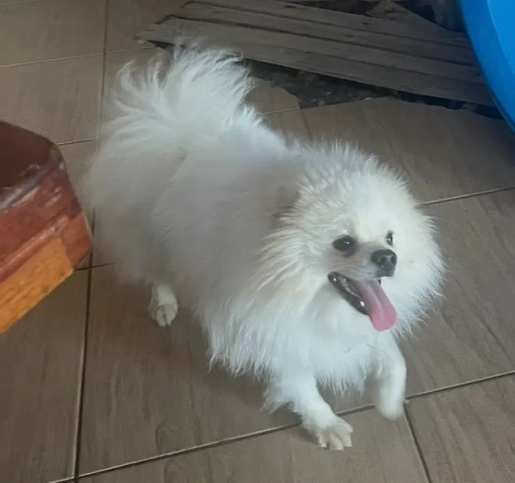Spitz 10 meses macho  - Foto 5