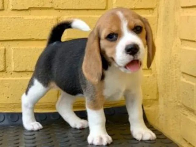 Mini beagle 