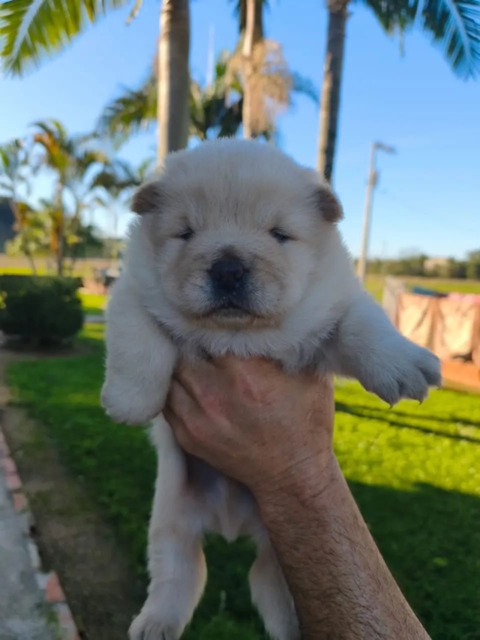 Chow chow Branco