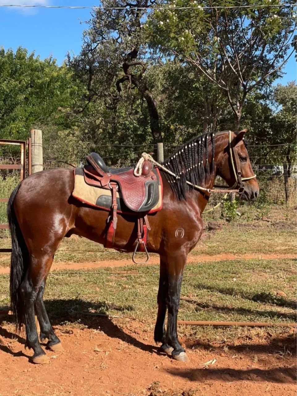 Cavalo mangalarga  - Foto 2