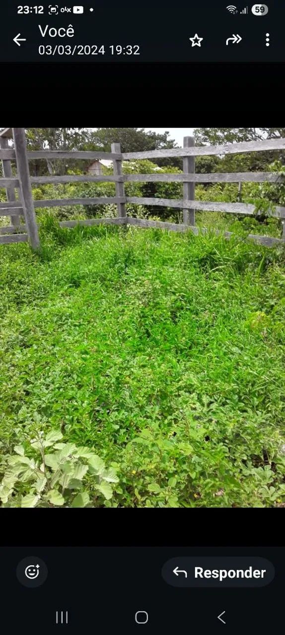 SÍTIO DE 50 HECTARES COM 2 IGARAPÉS.  - Foto 3