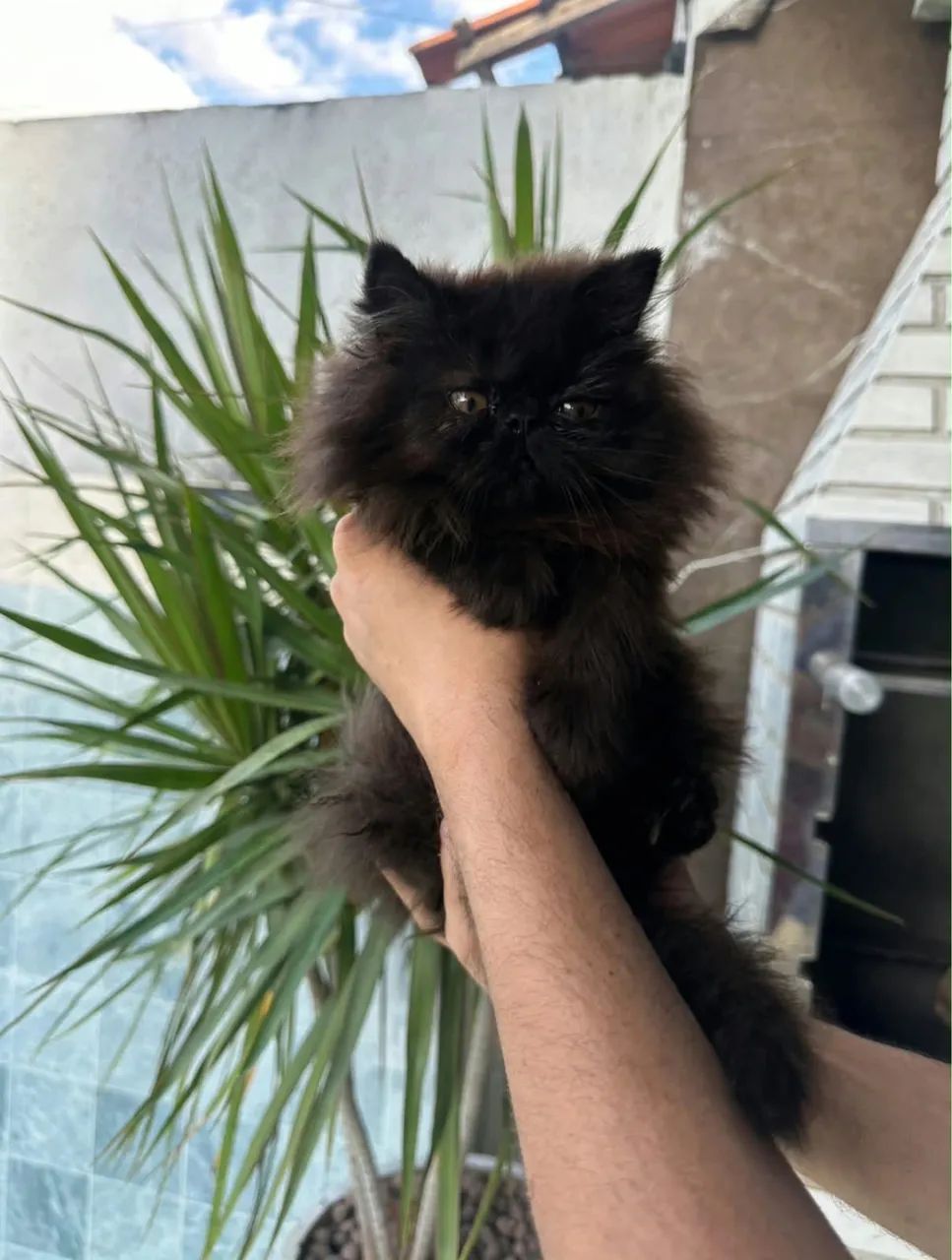 Gato Persa  - Foto 2