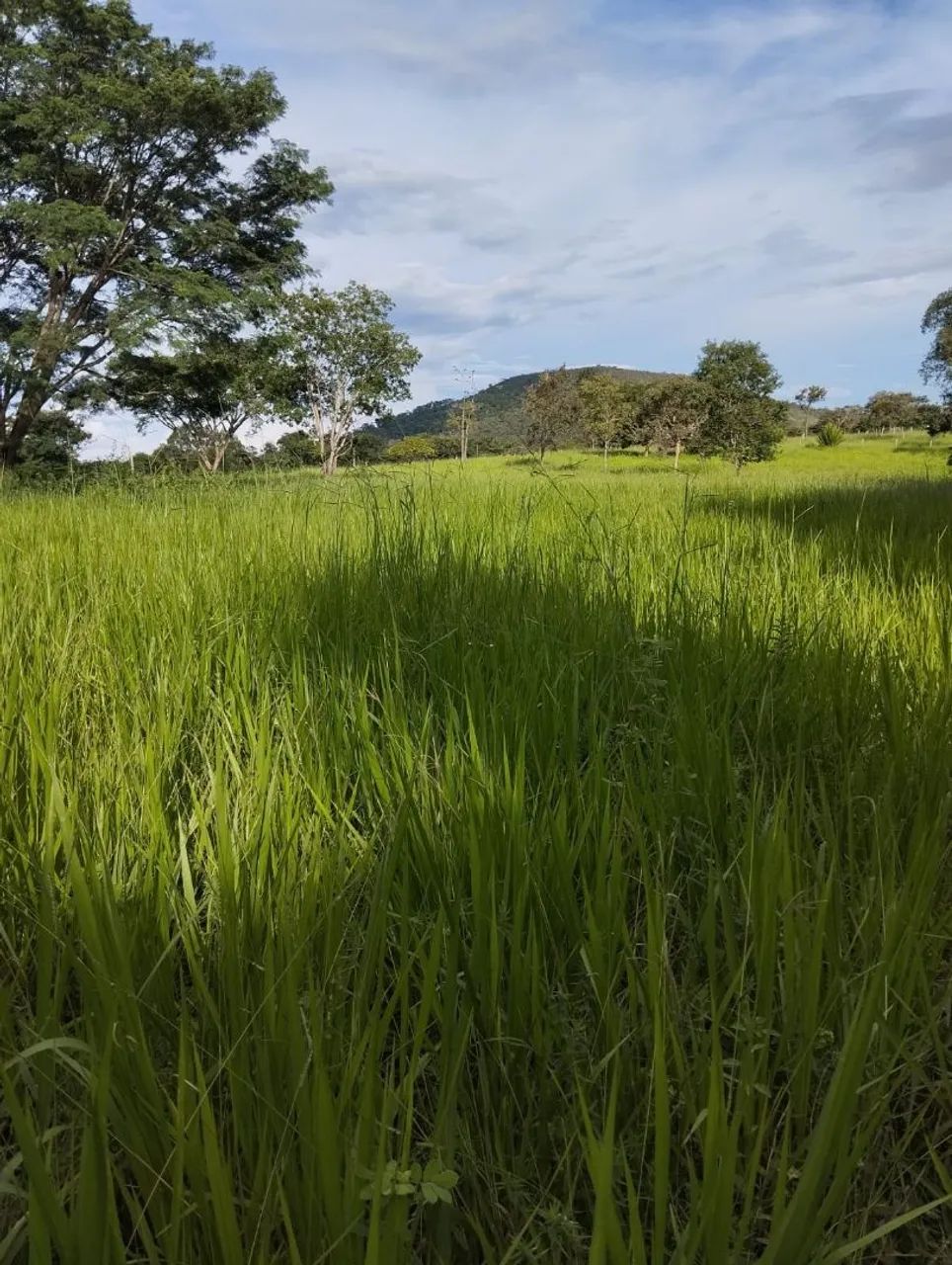 Fazenda  - Foto 4