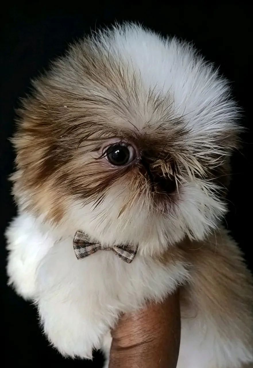 Shih tzu (Macho Padr ão) - Foto 2