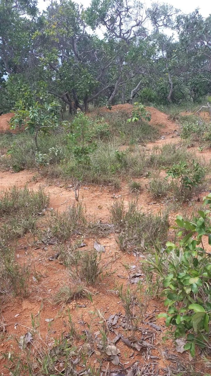 Imóvel Rural a Venda  - Foto 3