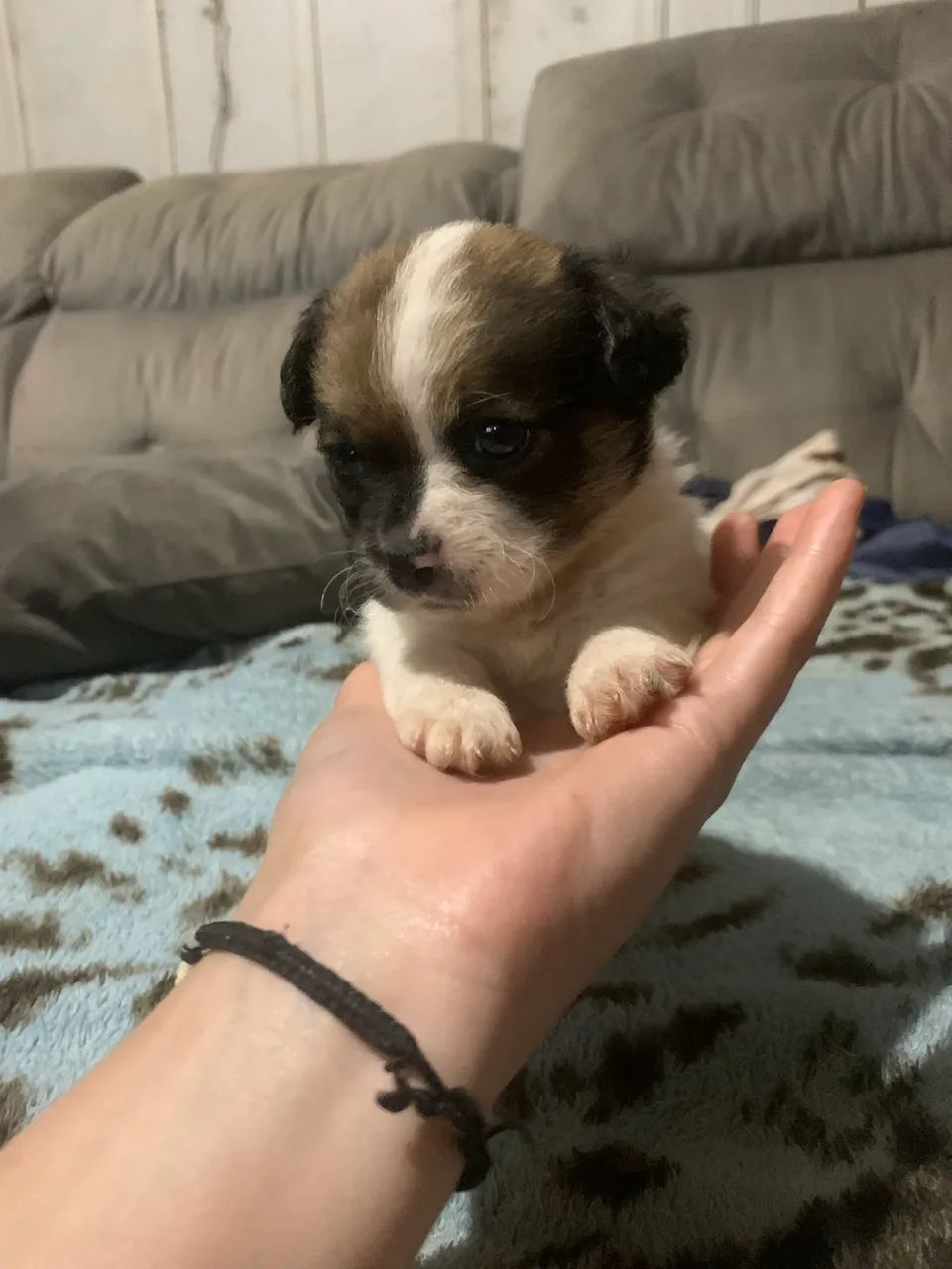 Chihuahua  - Foto 2