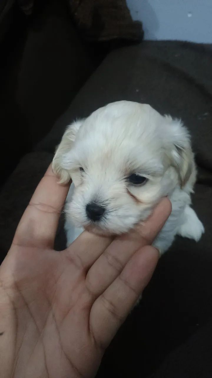Vendo casal de poodle  - Foto 5