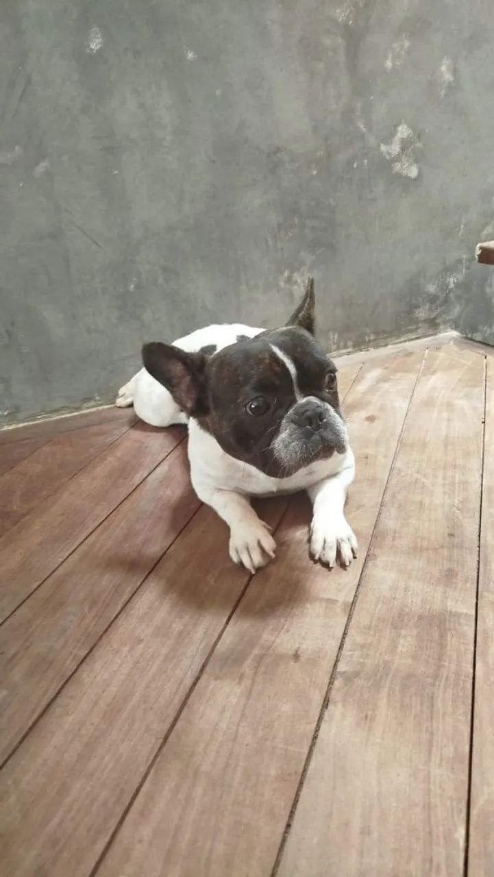 Bulldog francês Macho - Foto 4