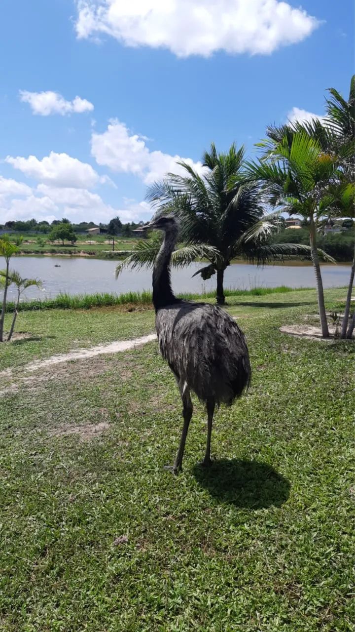 Fazenda real I/II - Foto 2