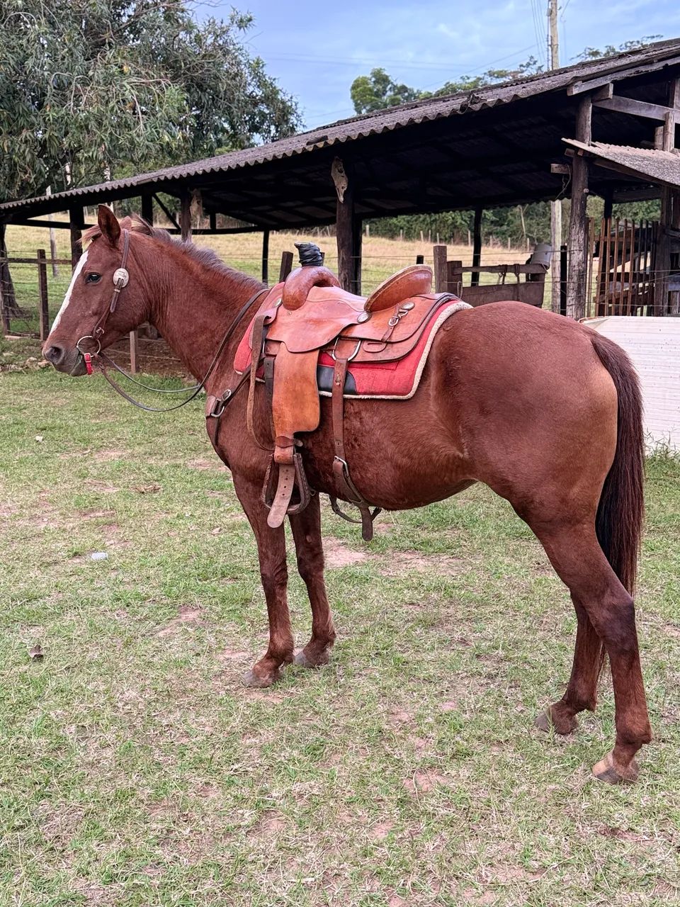 Vende - se Égua 