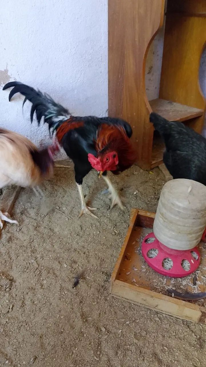 Aceito troca . - Foto 2