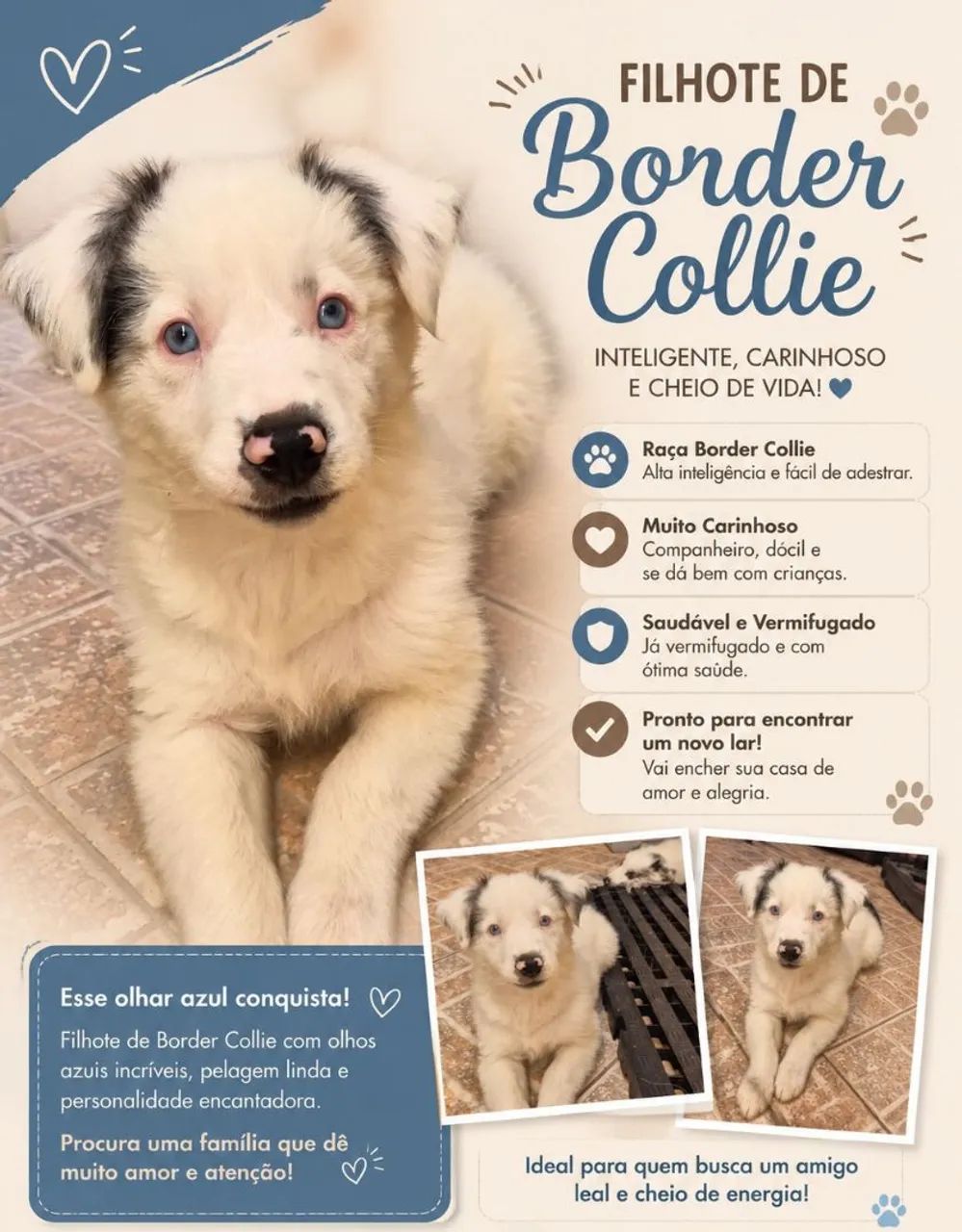 Boder collie macho 