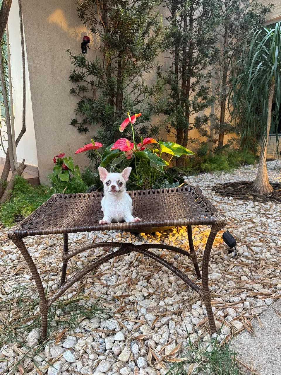 Chihuahua macho  - Foto 3