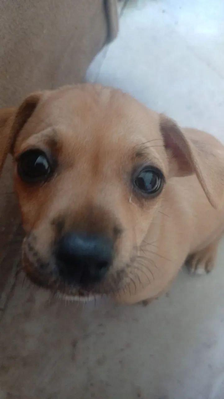Doação cachorro
