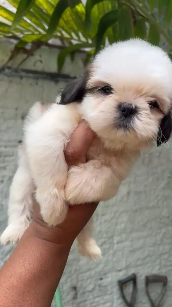SHIH TZU RESERVAS ABERTAS - Foto 3