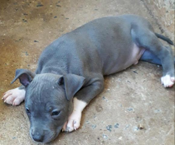 american staffordshire terrier cachorros centro juiz de fora