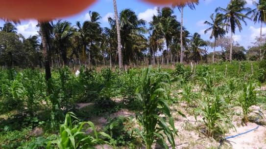 Fazenda em Itarema 386 hectares plantados de cajueiros,lagoa,poço,rio na extrema - Foto 3