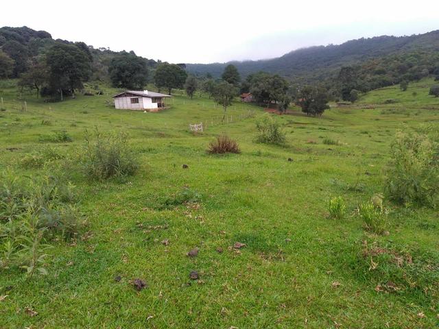 Fazenda de 93 Alqueires .Guabiroba - Guarapuava PR .R$ 30 mil por Alqueire - Foto 3