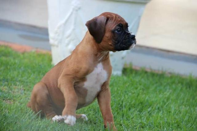 Filhote boxer - Foto 2