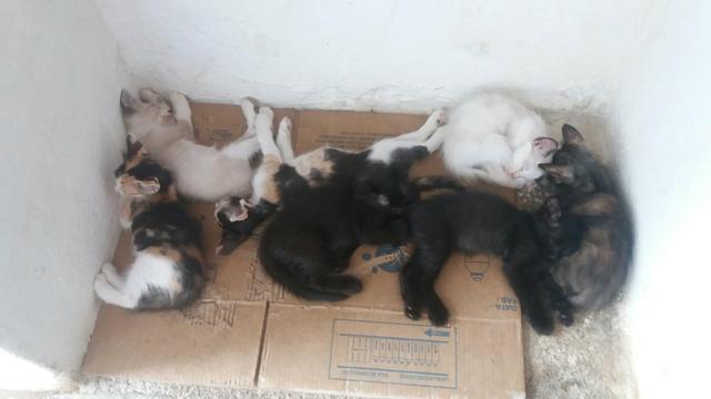 Adoção - Foto 6