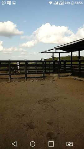 Vendo propriedade união dos Palmares - Foto 15